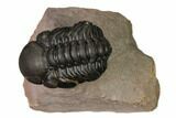Reedops Trilobite With Nice Eyes - Lghaft , Morocco #164524-1